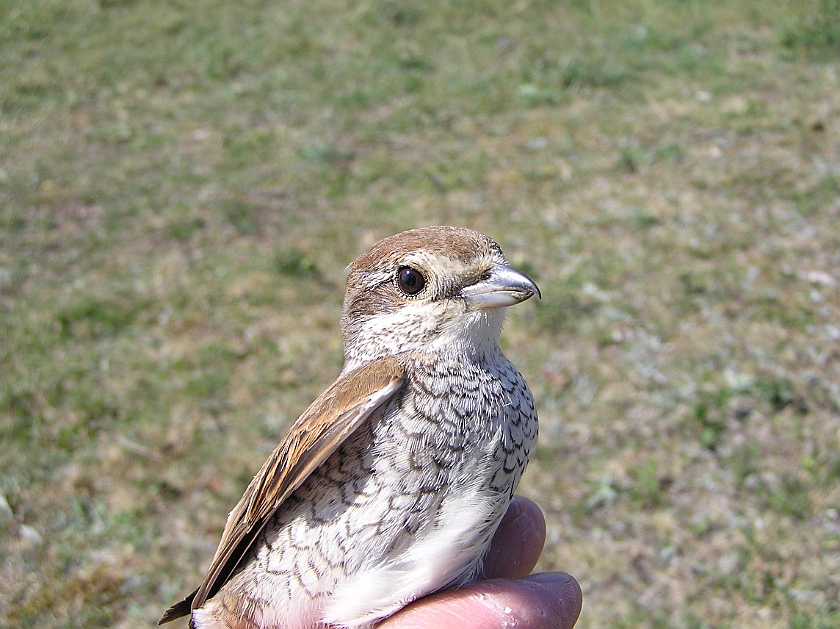 Red-backed Shrike, Sundre 20070607